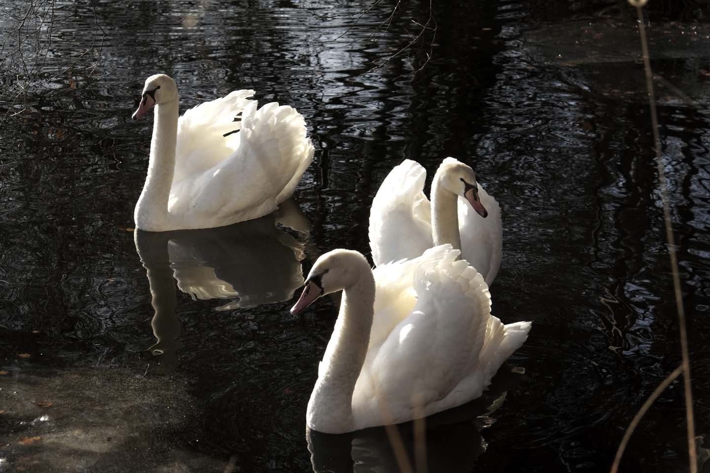 Bild 18: Schwäne | Swans