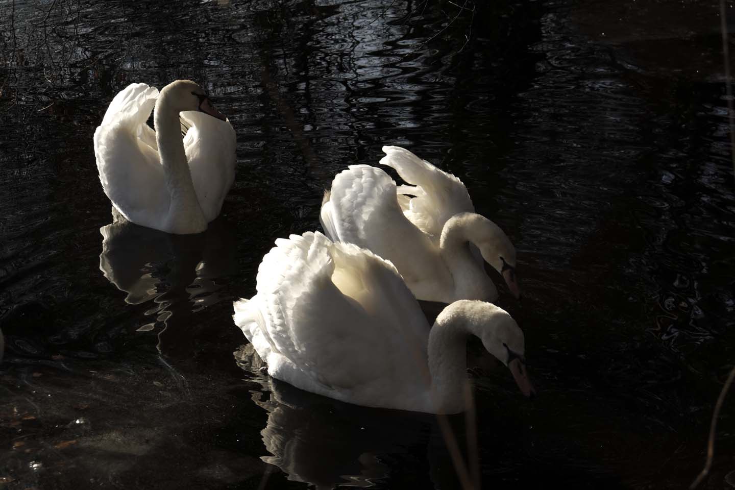 Bild 19: Schwäne | Swans