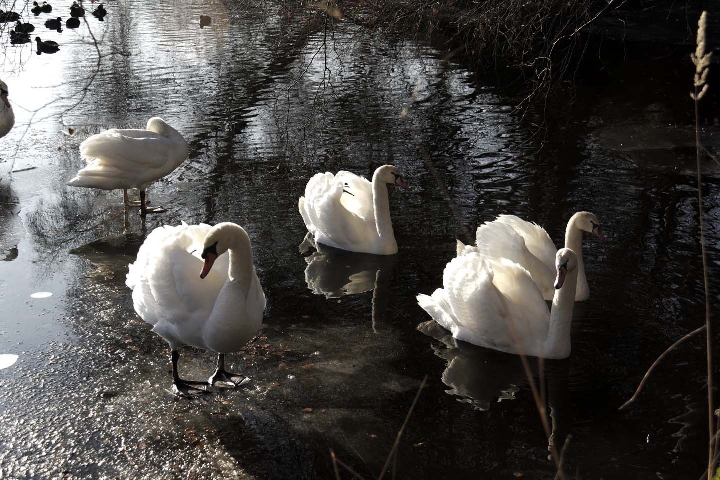 Bild 20: Schwäne | Swans