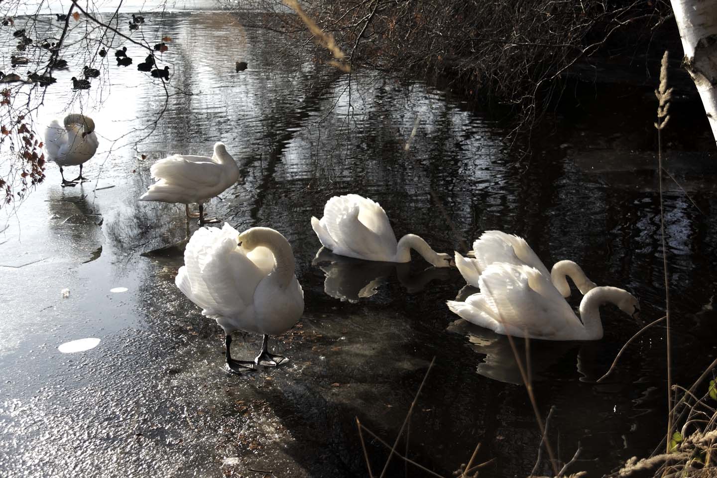 Bild 21: Schwäne | Swans
