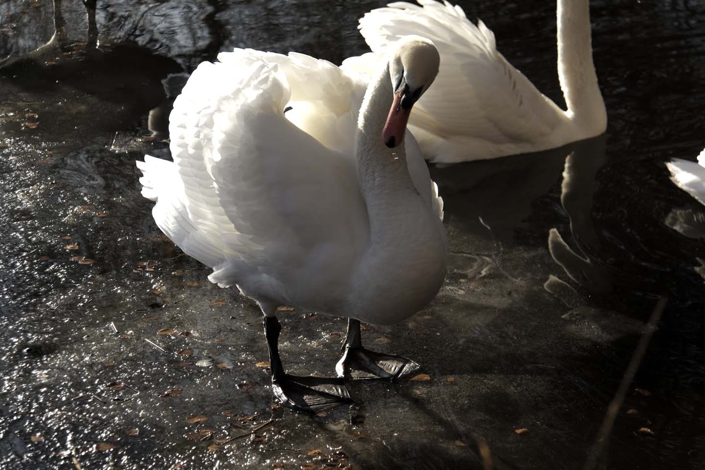 Bild 22: Schwäne | Swans