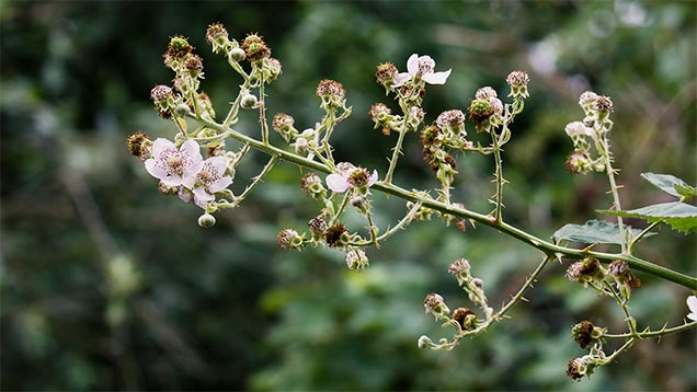 Brombeeren | Letzte Blüten am Brombeerstrauch | Foto: © Sabrina | Reiner | SABRINA CREATIVE DESIGN | Lizenz CC BY-SA