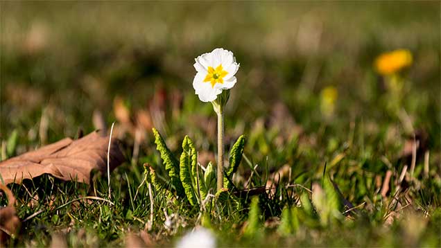 Auferstehung in der Natur. Jahr für Jahr gebiert sie neues Leben.