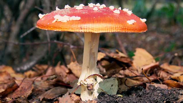 Herbst | Fliegenpilz im Herbstwald | Foto: © Sabrina | Reiner | Lizenz CC BY-SA