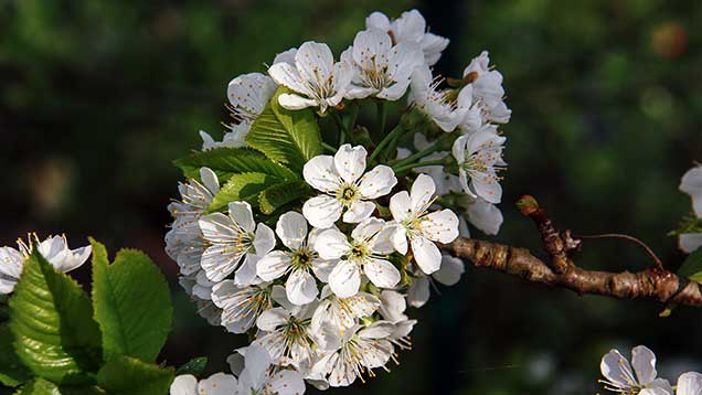 Kirschblüten – wer­den sie Weihnachten erblühen? | Foto: © Sabrina | Reiner | www.stilkunst.de | Lizenz: CC BY-SA