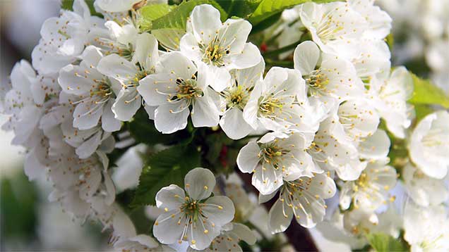 Frühling | Kirschblüte im Frühling | Foto: © Sabrina | Reiner | Lizenz CC BY-SA