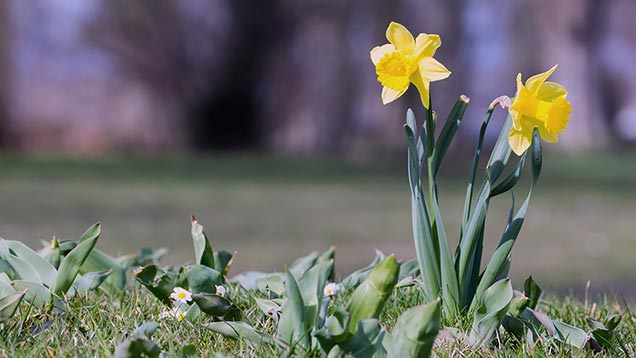 Gelbe Narzissen | Osterglocken – sie blühen um Ostern herum auf. | Foto: © Sabrina | Reiner | www.stilkunst.de | Lizenz CC BY-SA