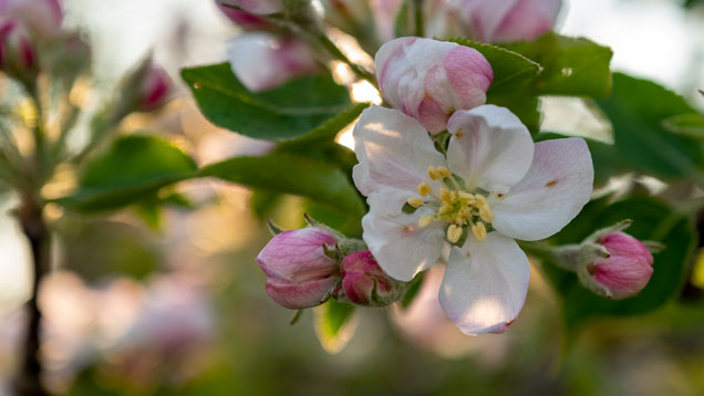 Vollfrühling | Am 8. April 2020 zeigte sich im Rhein-Main-Gebiet der Vollfrühling.