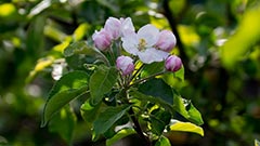Apfelbaumblüte