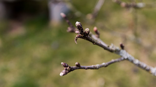 Apfelbaum mit Knospen im Frühling | Foto: © Sabrina | Reiner | Lizenz CC BY-SA