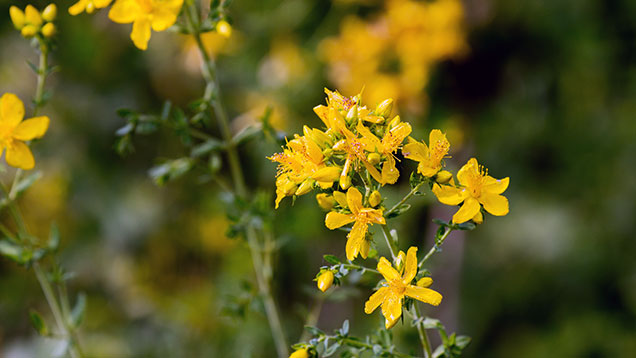 Echtes Johanniskraut (Hypericum perforatum) | Das Johanniskraut blüht um den Johannistag auf. | Foto: © Sabrina | Reiner | www.stilkunst.de | Lizenz: CC BY-SA