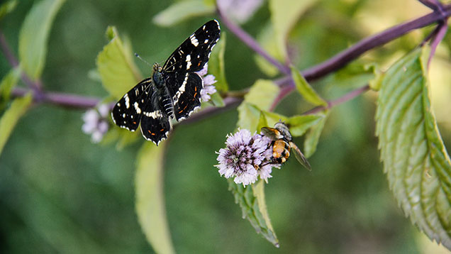 Sommer | Ein Fleckenfalter und eine Raupenfliege interessieren sich für die Blüten der Pfefferminze. | Foto: © Sabrina | Reiner | Lizenz CC BY-SA