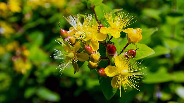 Johanniskraut | Blut-Johanniskraut (Hypericum androsaemum) | Das Johanniskraut blüht um den Johannistag auf. | Foto: © Sabrina | Reiner | www.stilkunst.de | Lizenz: CC BY-SA