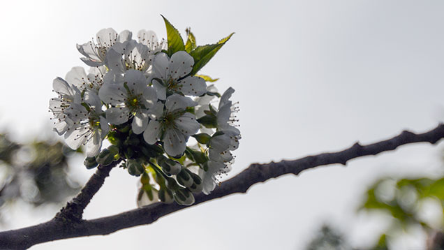 Kirschblüte im Frühling