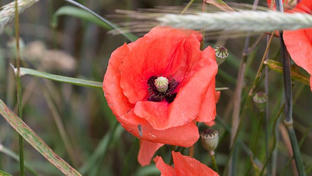 Klatschmohn | Foto: © Sabrina | Reiner | www.stilkunst.de | Lizenz CC BY-SA