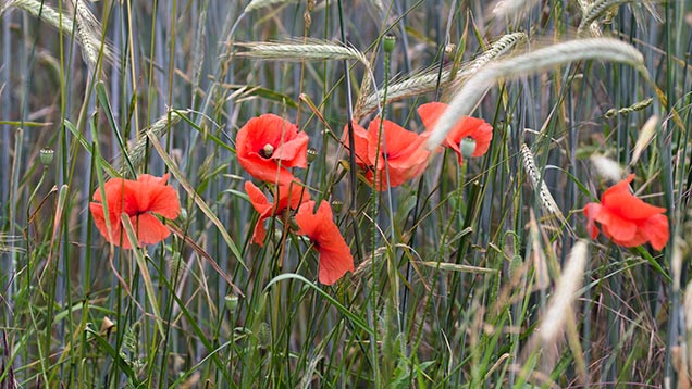 Klatschmohn am Gerstenfeld