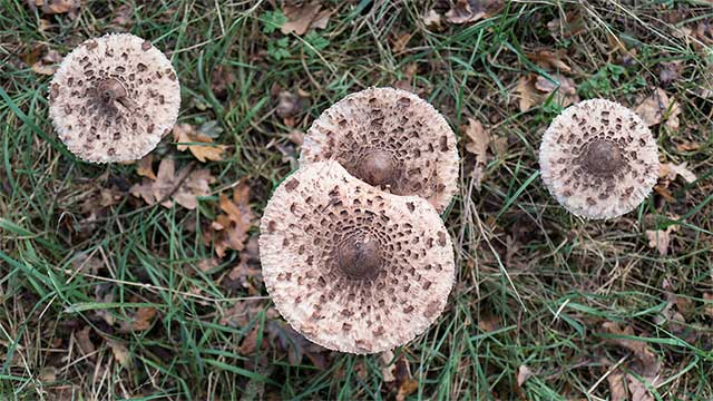 Gruppe von Riesenschirmlingen (Parasol; Macrolepiota procera) | Foto: © Sabrina | Reiner | Lizenz CC BY-SA