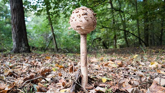 Paukenschlägel (Parasol; Macrolepiota procera) | Foto: © Sabrina | Reiner | Lizenz CC BY-SA