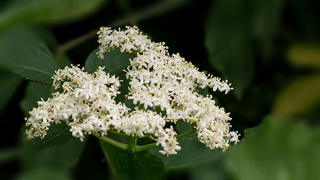 Phänologischer Frühsommer | Die Blüte des Schwarzen Holunders zeigt den Zeitpunkt an.