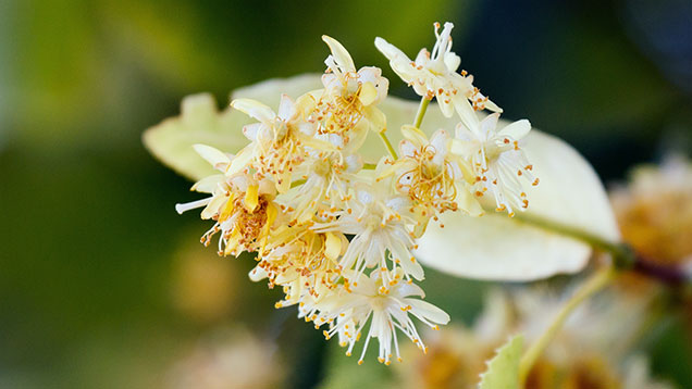 Phänologischer Hochsommer | Die Blüten der Sommer-Linde