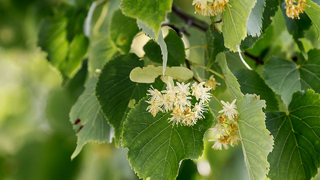 Phänologischer Hochsommer | Blüten der Sommer-Linde zeigen den Zeitpunkt an.