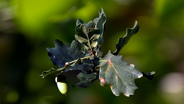 Phänologischer Vollherbst | Eicheln und Blätter der Stiel-Eiche (Deutsche Eiche) zeigen den Zeitpunkt an.