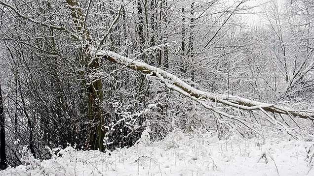 Phänologischer Winter | Schnee und Eis sind unübersehbare Marker.