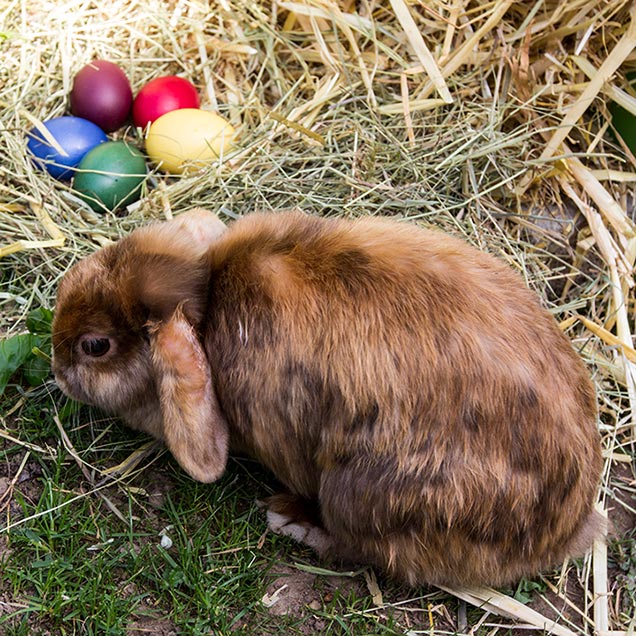 Fröhliche Ostern!