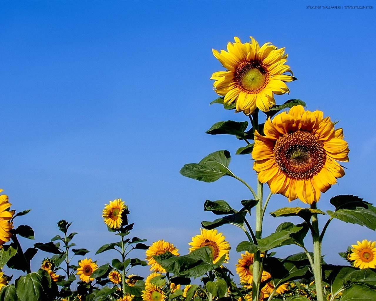 Sonnenblumen auf dem Feld | 1280 x 1024px | Bild: ©by Sabrina | Reiner | www.stilkunst.de | Lizenz: CC BY-SA