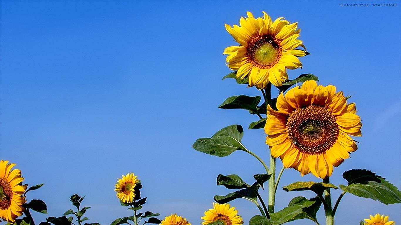 Sonnenblumen auf dem Feld | 1366 x 768px | Bild: ©by Sabrina | Reiner | www.stilkunst.de | Lizenz: CC BY-SA