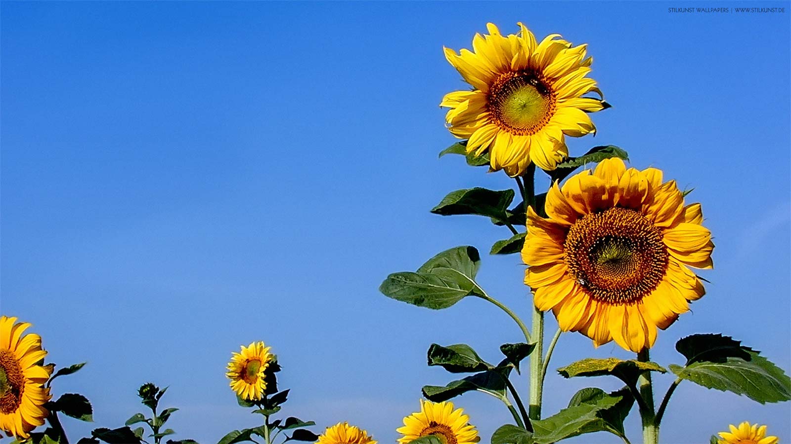 Sonnenblumen auf dem Feld | 1600 x 900px | Bild: ©by Sabrina | Reiner | www.stilkunst.de | Lizenz: CC BY-SA