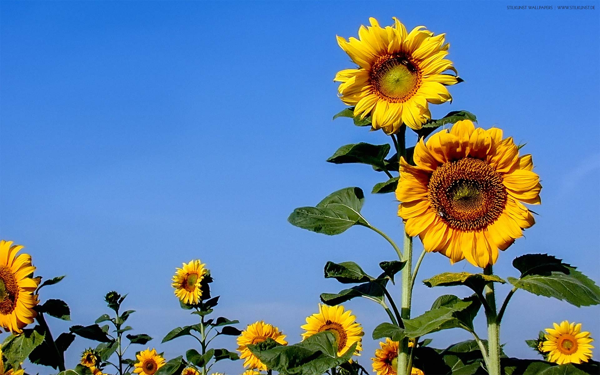 Sonnenblumen auf dem Feld | 1920 x 1200px | Bild: ©by Sabrina | Reiner | www.stilkunst.de | Lizenz: CC BY-SA