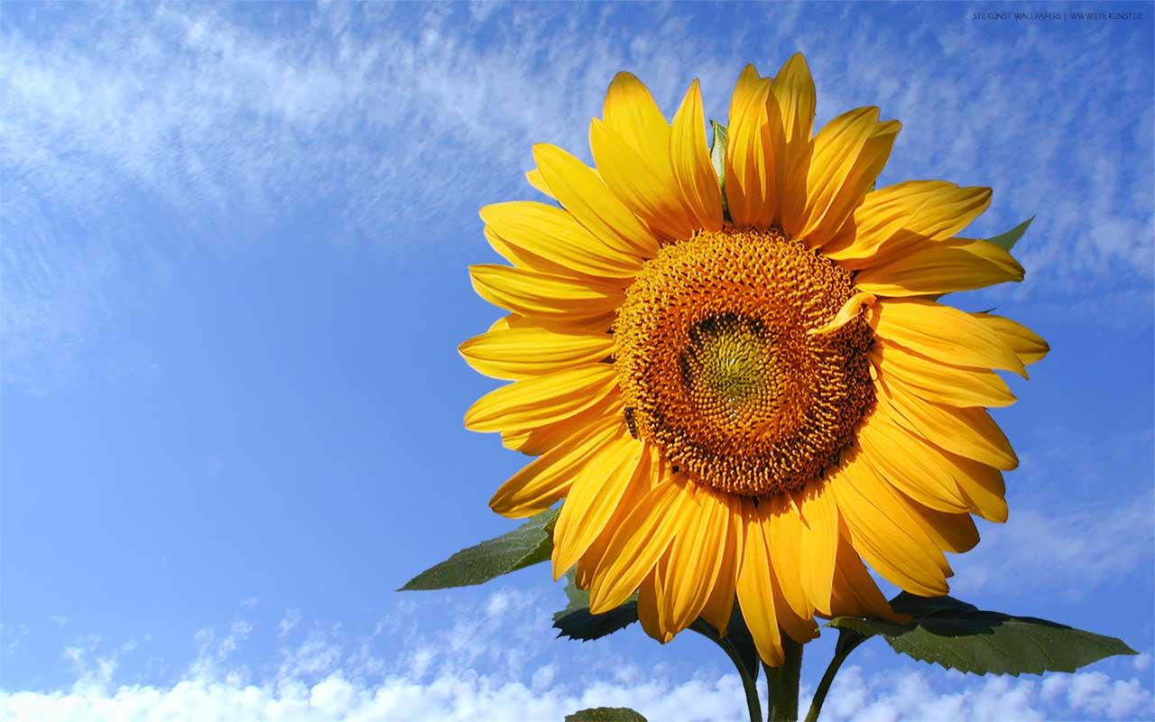 Sonnenblume | 1280 x 800px | Bild: ©by Sabrina | Reiner | www.stilkunst.de | Lizenz: CC BY-SA