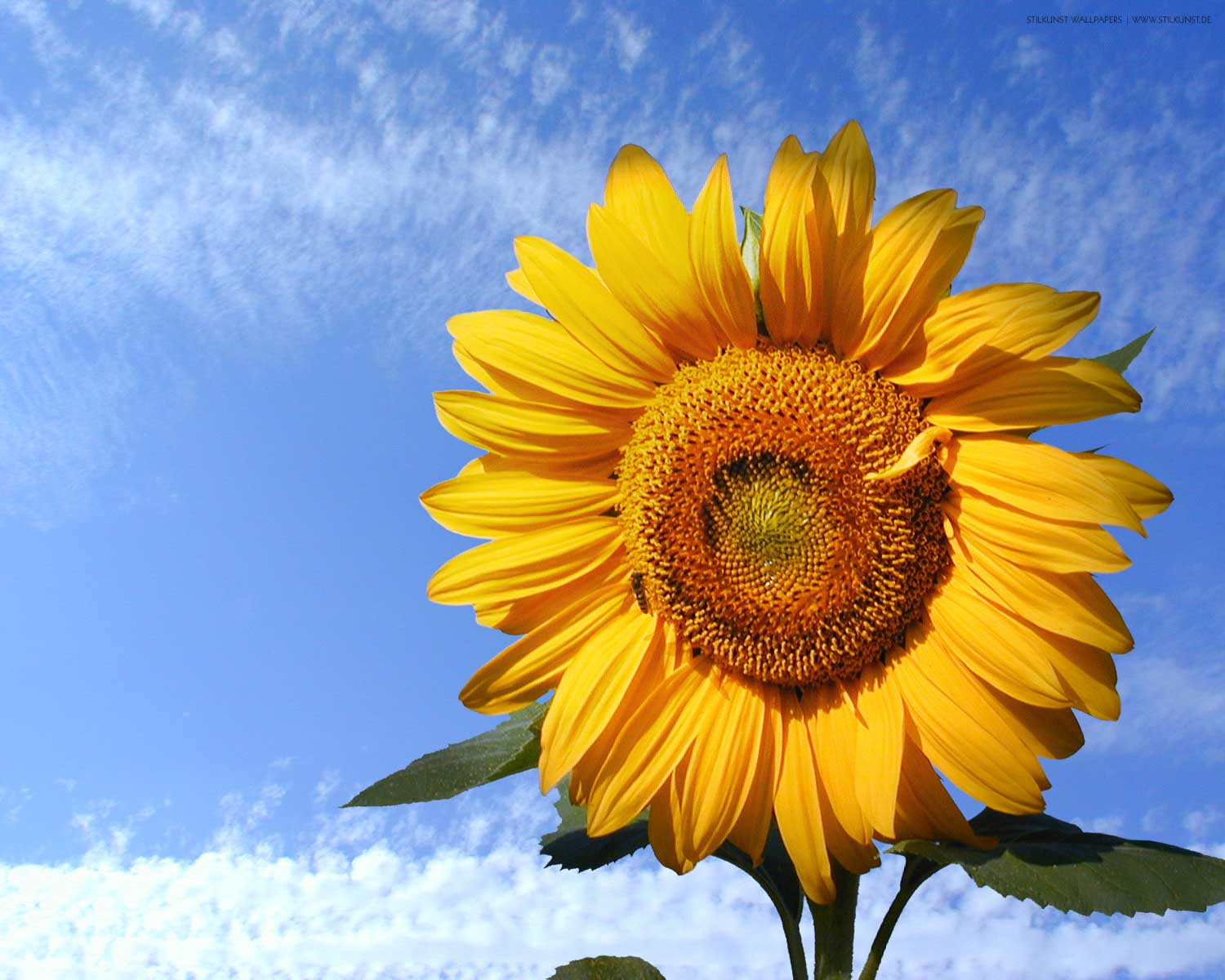 Sonnenblume | 1280 x 1024px | Bild: ©by Sabrina | Reiner | www.stilkunst.de | Lizenz: CC BY-SA