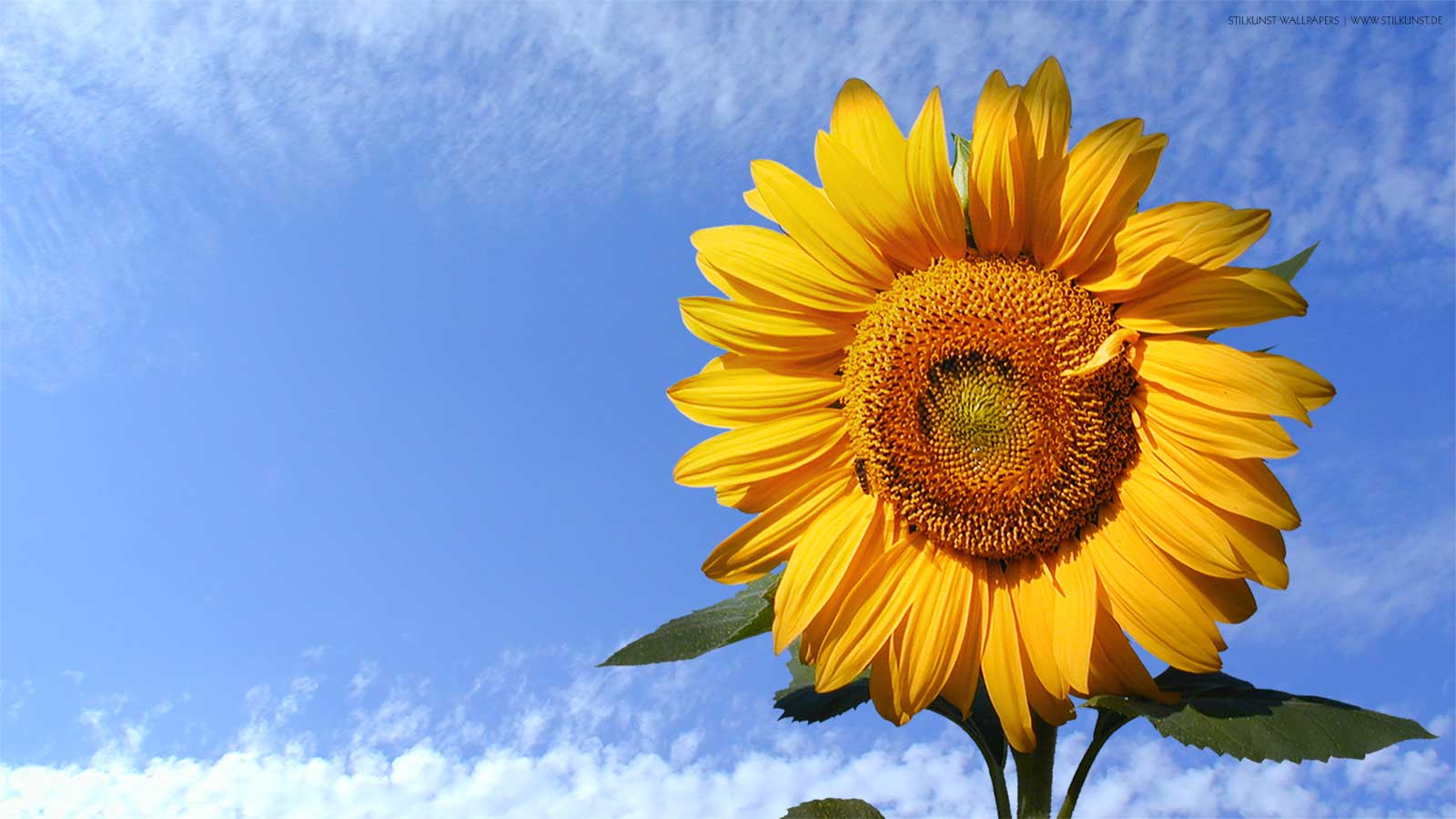 Sonnenblume | 1600 x 900px | Bild: ©by Sabrina | Reiner | www.stilkunst.de | Lizenz: CC BY-SA