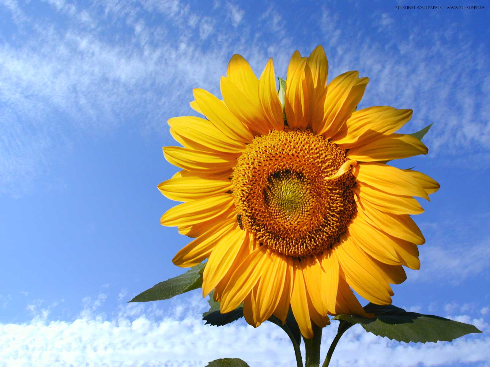 Sonnenblume | 1600 x 1200px | Bild: ©by Sabrina | Reiner | www.stilkunst.de | Lizenz: CC BY-SA