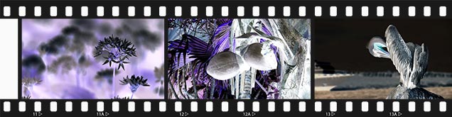 Ausschnitte aus dem Filmstreifen mit hinterlegten Fotos, negativ dargestellt.