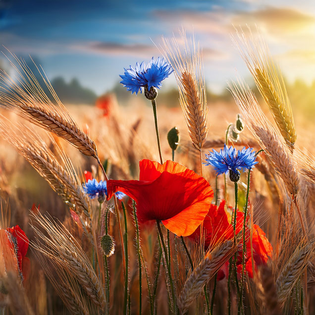 Mohn und Kornblumen im Weizenfeld | Grafik: © © Geschütztes Bildmaterial, Reiner Makohl, Adobe Firefly